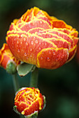 Persian buttercup (Ranunculus asiaticus)