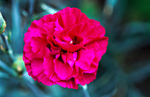 Pink flower (Dianthus 'Carlotta')