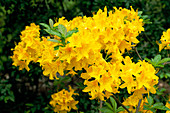 Rhododendron Golden Oriole