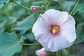 Hollyhock flower (Althaea rosea)