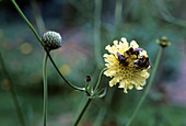 Bees on a Cephalaria gigantea flower