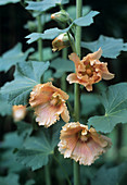 Hollyhock flowers (Althaea rosea)