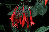 Fuchsia 'Insulinde' flowers