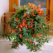 Goldfish vine (Columnea x banksii)