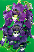 Angelonia Carita Series 'Purple'