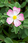 Rock rose (Cistus 'Grayswood Pink')
