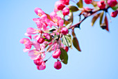 Crabapple blossom (Malus coronaria)