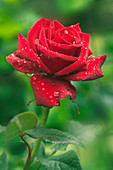 Rose (Rosa 'Black Magic')
