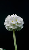 Primula (Primula denticulata) flowers