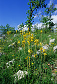 King's Spear (Asphodeline lutea)