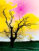 False colour photo of oak tree