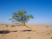 Tree in Thar Desert,India