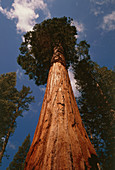 Sequoia tree,Sequoia National Park