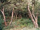 Forest of Polylepis sp. trees in Ecuador