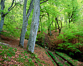 Woodland of Common Beech in spring