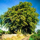 Trees along a country lane in summer
