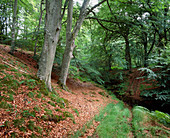 Woodland of Common Beech in summer
