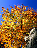 Common Beech tree in autumn