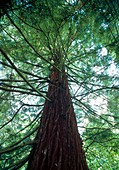 Coastal redwood