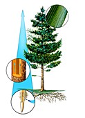 Tree water transport