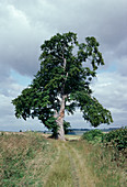 Beech tree in July