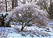 Japanese maple tree in snow