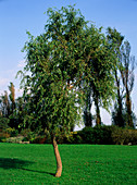 Chinese curly willow tree