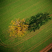 Tree in cultivated field