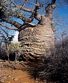 Baobab tree