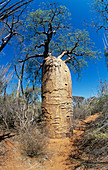 Baobab tree (Adansonia rubrostripa)