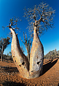 Baobab tree (Adansonia grandidieri)