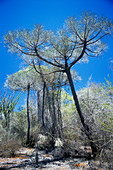 Euphorbia trees (Euphorbia sp.)