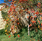 Persimmon tree with fruit