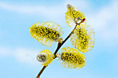 Pussy willow flowers