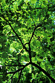 Bigleaf maple (Acer macrophyllum)