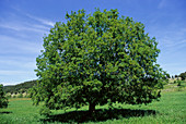 Montpelier maple (Acer monspessulanum)