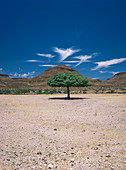 Acacia tree (Acacia sp.)