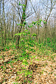 Wild service tree (Sorbus torminalis)