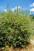 Willow tree (Salix eleagnos)