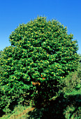 Sweet chestnut tree (Castanea sativa)