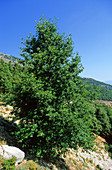 Italian alder tree (Alnus cordata)