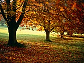 Beech trees (Fagus sylvatica)