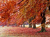 Beech trees (Fagus sylvatica)