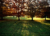 Beech trees (Fagus sylvatica)