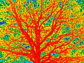 Tree,thermogram