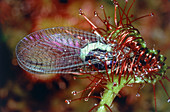 Lacewing caught by sundew plant