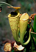 Pitcher plant and beetle