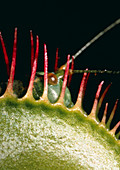 Macrophotograph of Venus fly trap plant