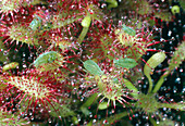 Aphids trapped by sundew plant