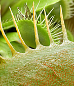 Venus flytrap leaves,SEM
